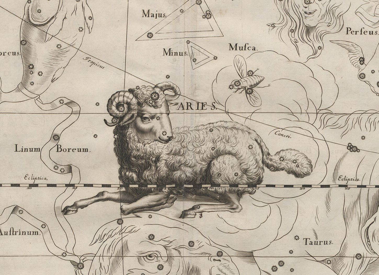Kupferstich von 1690: ein liegender Widder mit zurückgewandtem Kopf auf einem Koordinatennetz zwischen Fliege und Stier.