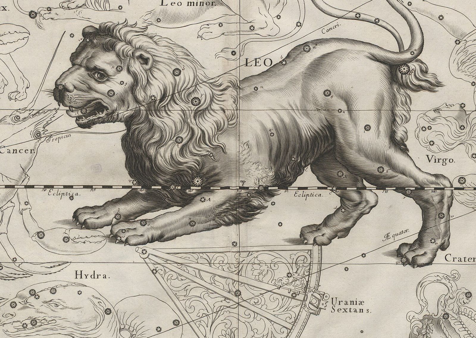 Kupferstich von 1690: ein schreitender Löwe mit offenem Maul und dichter Mähne, übersät mit nummerierten Sternen, über einem Sextanten.