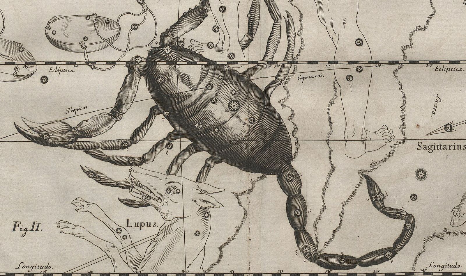 Kupferstich von 1690: ein großer Skorpion voller nummerierter Sterne, den Schwanz nach unten gekrümmt, auf einem Gitter aus Längengraden; links die Schalen der Waage, unten der Kopf des Wolfs.